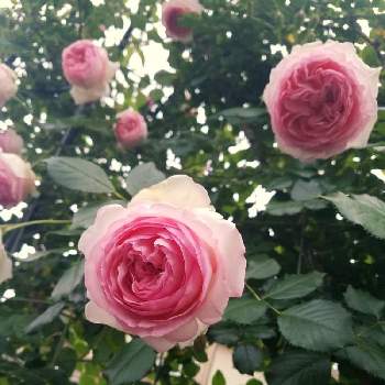 ピエールドロンサールの画像 by とみーさん | フェンスとピエールドロンサールと花のある暮らしとお庭のお花とばら バラ 薔薇
