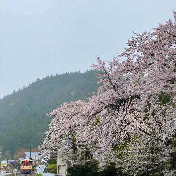 線路沿いの画像 by Kay_Tama-gsk さん | お出かけ先と春のお花とさくら街道と桜フォトコン2022と岐阜県と長良川と線路沿いと和の花とローカル線