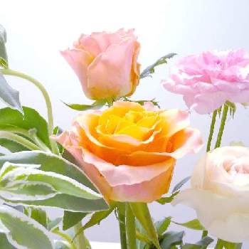 ユーフォルビア.の画像 by 蘭さん | 部屋とバラ、薔薇、ばらとユーフォルビア.と花のある暮らし