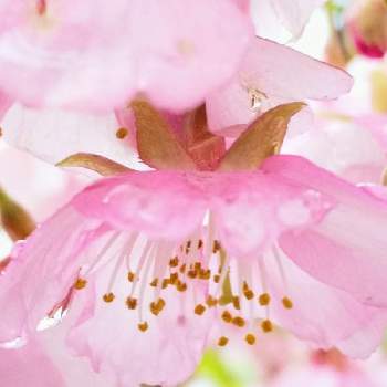 さくら 桜 サクラの画像 by 心ほっと。。。さん | お出かけ先とお花とさくら 桜 サクラ