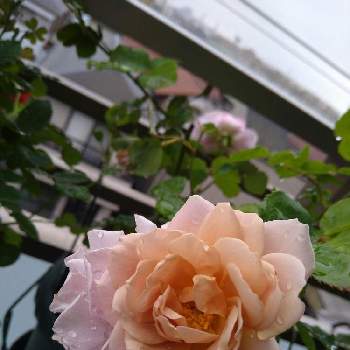 オレンジ系大人気の薔薇中毒様専用 バラ 挿し木 植物 観葉植物 インテリア 住まい 小物オレンジ系 9 999 Ugel03 Tno Gob Pe