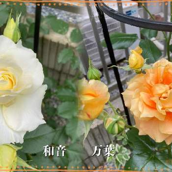 四季咲きの画像 by セスさん | 小さな庭とオレンジ色の花と花木と香る花と四季咲きと黄色の花