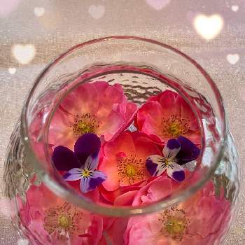 可愛いピンクの画像 by あやりんさん | 部屋とビオラとアンジェラとステキ✨と可憐なお花と可愛いお花♡と可愛いピンクと綺麗♡と乙女色クラブと可愛い花びら♡と可愛い♡
