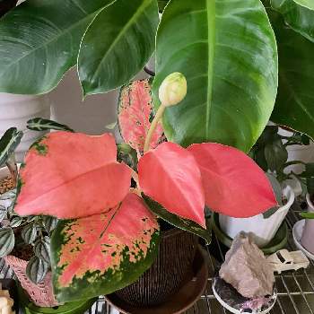 アグラオネマの投稿画像一覧 Greensnap グリーンスナップ