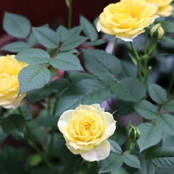 幸せの黄色いお花の画像 by ふたばさん | ミニバラとキュンキュン乙女倶楽部と幸せの黄色いお花と月曜日にはバラを