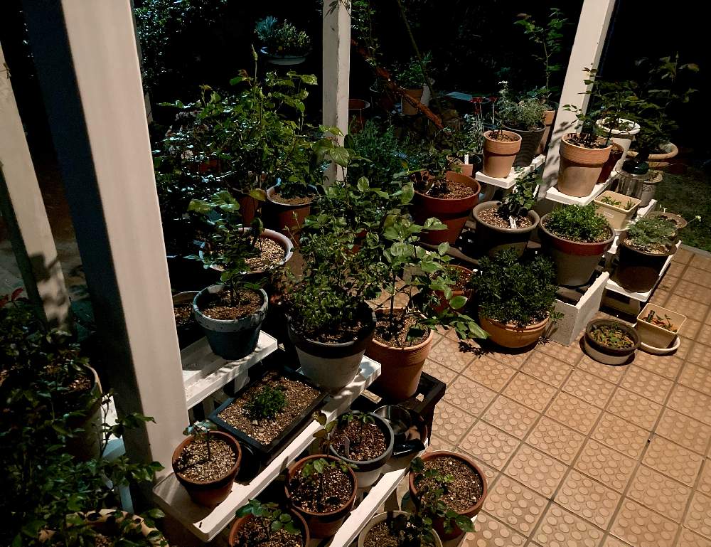 鉢植えの投稿画像 By わこさん バラ ミニバラと夜の庭と玄関と鉢植えとバラ ミニバラと夜の庭 22月5月16日 Greensnap グリーンスナップ Greensnap グリーンスナップ