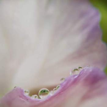 雨粒シリーズ☆の画像 by mimozaさん | 小さな庭とビオラと雨粒と雨粒シリーズ☆
