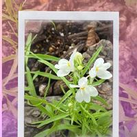 リナリア,夏の花,おうち園芸,5月,零れ種の画像