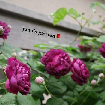 一季咲きの画像 by junoさん | 小さな庭とカーディナルドリシュリューと一季咲きと薔薇愛同盟とno green no lifeとおうち園芸とバラ・オールドローズとGSでバラ園と花のある暮らしとバラ・ミニバラと中輪