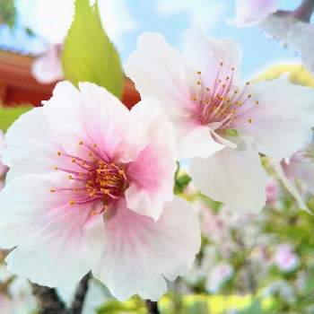 さくら 桜 サクラの画像 by 心ほっと。。。さん | お出かけ先と仁和寺とさくら 桜 サクラと心ほっと。。。京都と京都とお花と桜・有明