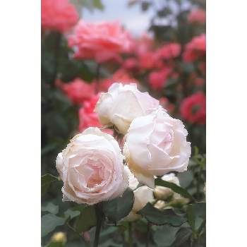 Foveonの画像 by nesoさん | nesoの薔薇と薫乃と与野公園とローカルカメラマンかな？！（笑）とFoveonと月曜日にはバラをと埼玉県さいたま市と三姉妹かわいい♡