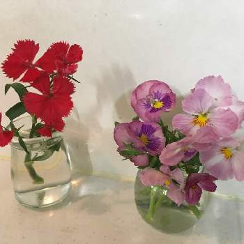パンジー♪の画像 by majical -jさん | キッチンとパンジー♪と癒しの植物と元気の源とナデシコ☆と花のある暮らし