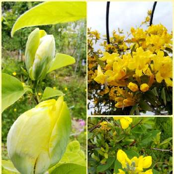 きれいだな♡の画像 by きょうさん | カロライナ ジャスミンとセンダイハギと黄モクレンと16日はイエローの日とGSに感謝。と黄色のお花ときれいだな♡と花のある暮らしと東北人花の会