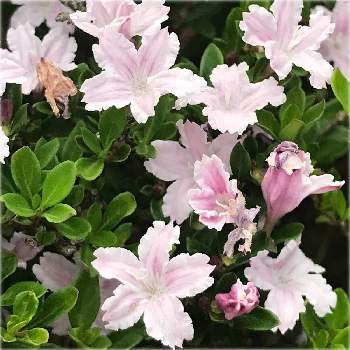 可愛いピンク色♡の画像 by サッチンさん | 可愛いピンク色♡と滋賀県と5月とハクチョウゲ ( 白丁花 )
