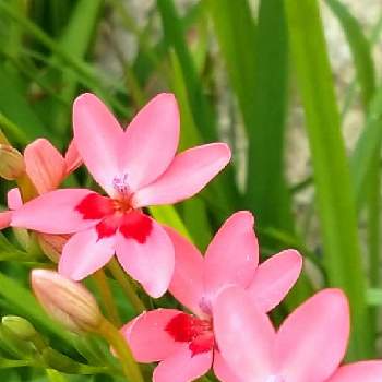 満開の画像 by ぺんぺん草☘️さん | 小さな庭とヒメヒオウギ(姫檜扇)と満開と淡いピンクとこぼれだねと繁殖力強い