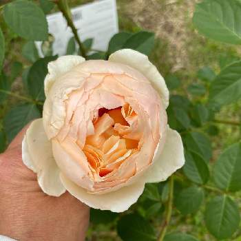 デビットオースチンの画像 by yuさん | ばら バラ 薔薇とバラ ジュード・ジ・オブスキュアとデビットオースチンと庭作りと可愛いと花のある暮らしと薔薇♪