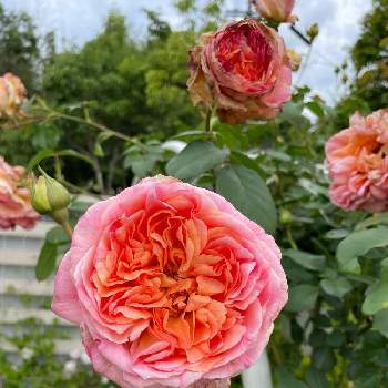 庭作りの画像 by yuさん | バラのアーチとばら バラ 薔薇とデルパールローズとパピ⭐︎デルバールと庭作りと可愛いと花のある暮らしと薔薇♪