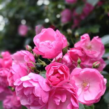 薔薇 アンジェラの画像 by シェリーさん | お出かけ先と薔薇 アンジェラとピンクワールドへようこそと元気いっぱいと薔薇♡と元気な月曜日❗️とばら バラ 薔薇とピンクの花とピンクのバラ♡とピンク❤︎ピンクとYukoさんのピンクワールドへようこそとピンク大好きと元気色と今日も素敵な1日を〜とピンクのお花とピンクワールドへ ようこそと薔薇♪とばら 薔薇 バラとピンクピンクとピンクのばらと薔薇大好きと月曜日にはバラを