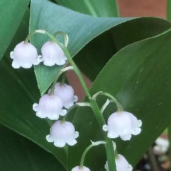 ピンクのすずらんの一覧 Greensnap グリーンスナップ