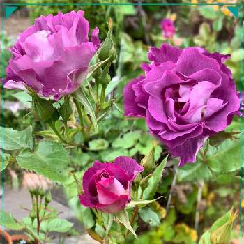 HTCの画像 by ゆりちゃん*✿さん | バラとブルーフォーユーとHTCとばら バラ 薔薇と癒しとおうち園芸とコロナに負けるな！とGSミニモニ。と花のある暮らし