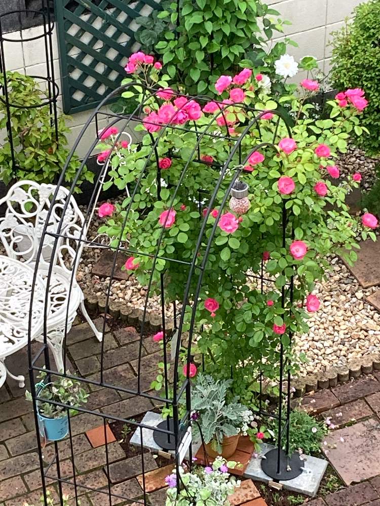 エントランスの投稿画像 By ダイアモンドリリーさん バラ剪定誘引と薔薇愛同盟とつる薔薇の庭ともりもりと可愛いとアーチと初夏のお庭とバラ剪定誘引と薔薇 愛同盟とつる薔薇の庭ともりもりと可愛いとアーチと初夏のお庭 22月5月16日 Greensnap グリーンスナップ