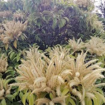 シラカシの花の投稿画像一覧 Greensnap グリーンスナップ