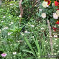 エキナセア,ニゲラ,小さな幸せ♡,花いろいろ,白って綺麗だねの画像