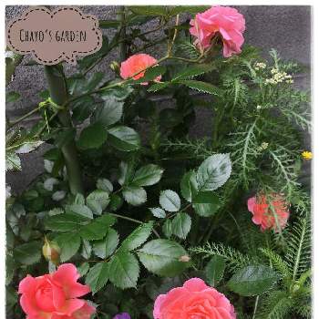 ピンクのバラ♡の画像 by chayoさん | 小さな庭とドリフトローズ アプリコットと可愛いと花のある暮らしとピンクのバラ♡とおうち園芸