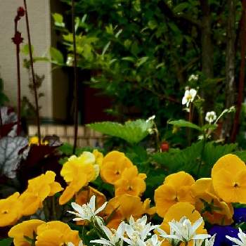 私の庭の画像 by みどりのみどりさん | オーニソガラムとNo  more warと平和を願う☆と私の庭と初夏のお花とグランドカバーと武器ではなく花をとローメンテの庭づくり✨とチーム新潟