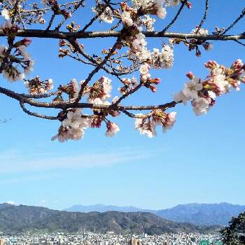 心ほっと。。。の空色の画像 by 心ほっと。。。さん | お出かけ先と松山城とさくら 桜 サクラと心ほっと。。。の空色と松山市とお花とくも☁