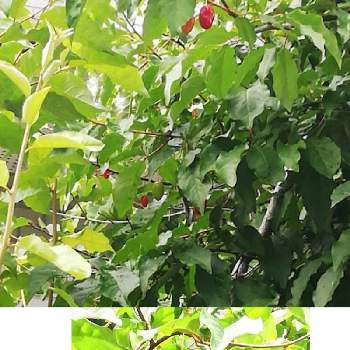 ビックリグミ,美味しいよ！,花のある暮らし❤,GREEN UP!,果実植物の画像