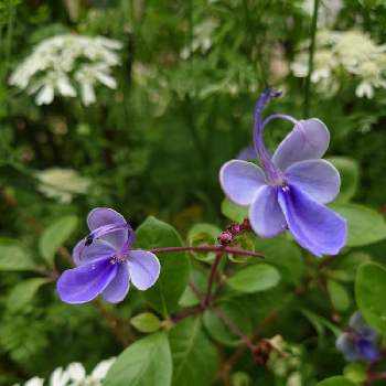 蝶々の画像 by green.tinkerbellさん | 小さな庭とクレロデンドルム・ブルーウィングとクレロデンドルムと青い花と蝶々と小さな庭♡と自宅の庭よりとはなのあるくらし