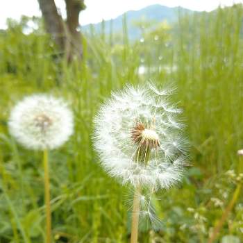 新潟県の画像 by やぎ座さん | タンポポの綿毛と山野草と新潟県