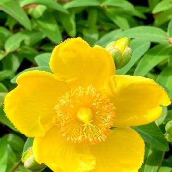 いつもありがとうの画像 by misumi (美澄)さん | 黄色の花といつもありがとうとキンシバイ（金糸梅）と良い一日を