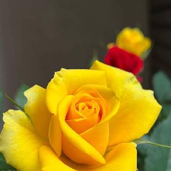 綺麗✨の画像 by tumuの桃さん | ありがとう♡とGSに感謝。と綺麗と月曜日にビタミンカラーと平和を願う☆と月曜日にはバラをと薔薇　✨ソレロコルダーナと綺麗✨と❤️癒されてとミニ薔薇