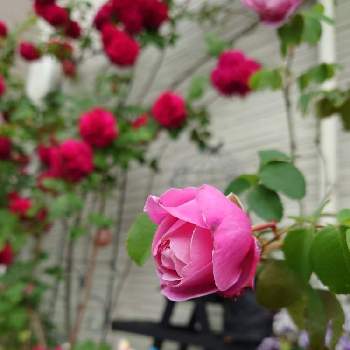 薔薇  シャンテロゼミサトの画像 by green.tinkerbellさん | 小さな庭と薔薇テスオブザダーバービルズと薔薇  シャンテロゼミサトとシャンテ ロゼ ミサトとばら バラ 薔薇と小さな庭♡と自宅の庭よりと薔薇♪とはなのあるくらし