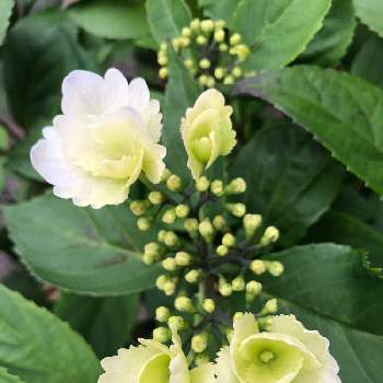 冬紫陽花 フリルエレガンスの投稿画像一覧 Greensnap グリーンスナップ