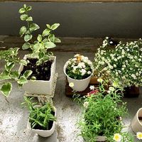 アゲラタム,かすみ草,花かんざし,ローズマリー,ツルニチニチソウの画像