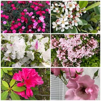 デンティベスの画像 by 美和子さん | お出かけ先とツツジと西洋シャクナゲとデンティベスとシャリンバイ(車輪梅)とカルミアとミニカーネーションと花のある暮らしと綺麗な花♡とピンクの花♡