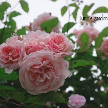 GSでバラ園の画像 by junoさん | 小さな庭とフェリシアと薔薇愛同盟とno green no lifeとおうち園芸とバラ・オールドローズと四季咲きとGSでバラ園と花のある暮らしとバラ・ミニバラと中輪とフェリシア バラ