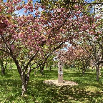 さくら 桜 サクラの画像 by ショボーンライダー(´･ω･`)さん | お出かけ先と北海道とさくら 桜 サクラ