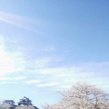 さくら 桜 サクラの画像 by 心ほっと。。。さん | お出かけ先と松山城とさくら 桜 サクラと心ほっと。。。の空色と松山市とお花