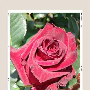 美しい薔薇の画像 by はっぴーさん | 小さな庭とばら バラ 薔薇とバラ大好きときれいなお花と美しい薔薇とバラ・ブラックバッカラ
