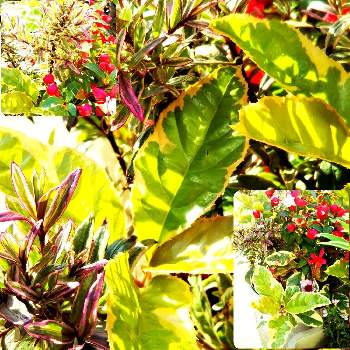 斑入りの葉の画像 by sumiko87さん | 小さな庭とヤブコウジ白王冠とフクシアとヘーベと若葉と寄せ植えと毎月１６日はトトロの日と西日と斑入りの葉と皆様に感謝