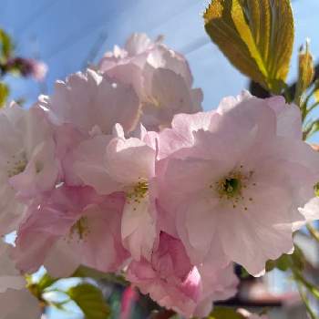 記念樹の画像 by イエローフロッグさん | 小さな庭と花のある暮らしと北海道と記念樹