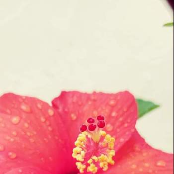  ハイビスカスの画像 by ウーゲデールさん | 小さな庭と心落ち着くと夏の花と ハイビスカスと美しいと明るい色と赤い花と夏色