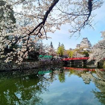 さくら 桜 サクラの画像 by 心ほっと。。。さん | お出かけ先と橋のある風景と姫路城とさくら 桜 サクラと心ほっと。。。の空色とお花と世界遺産・姫路城と水鏡