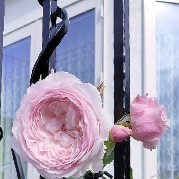 みさき バラの画像 by Bree Van de Kampさん | 小さな庭とWABARAとばら バラ 薔薇とみさき バラと和ばら 美咲とおうち園芸とばら大好きとローズファームケイジとガーデニングと花のある暮らし