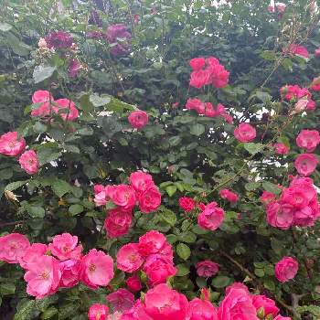 ドイツの画像 by しげちんさん | 小さな庭とアンジェラと薔薇♪とコルデスと薔薇アンジェラとドイツ