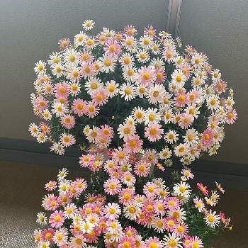 マーガレット・ストロベリーホイップの画像 by EN9798さん | マーガレット☆とPW育てたとマーガレット・ストロベリーホイップとpwの花